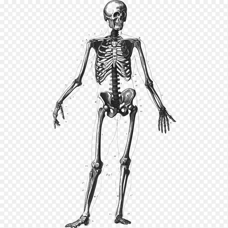 人体骨骼，人体解剖-骨骼