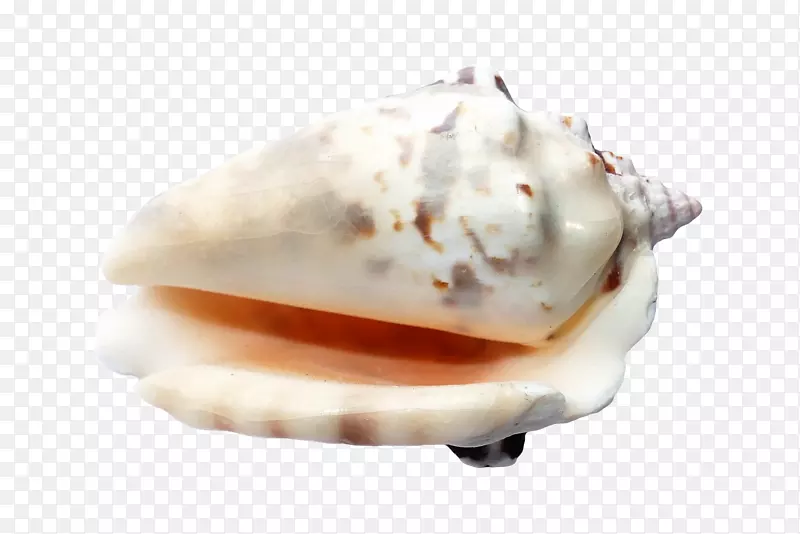 seashell图像文件格式扇贝-seashell