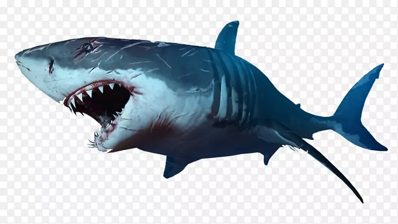 鲨鱼嘴夹艺术-鲨鱼