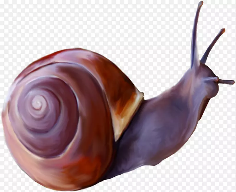 腹足昆虫蜗牛蝴蝶-蜗牛