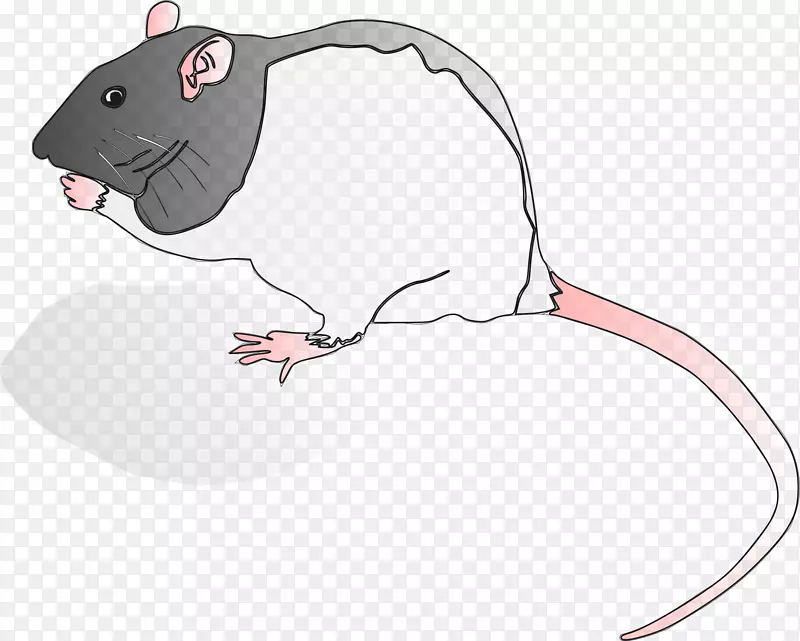 啮齿动物，老鼠，幼鼠，电脑，鼠标，剪贴画-大鼠