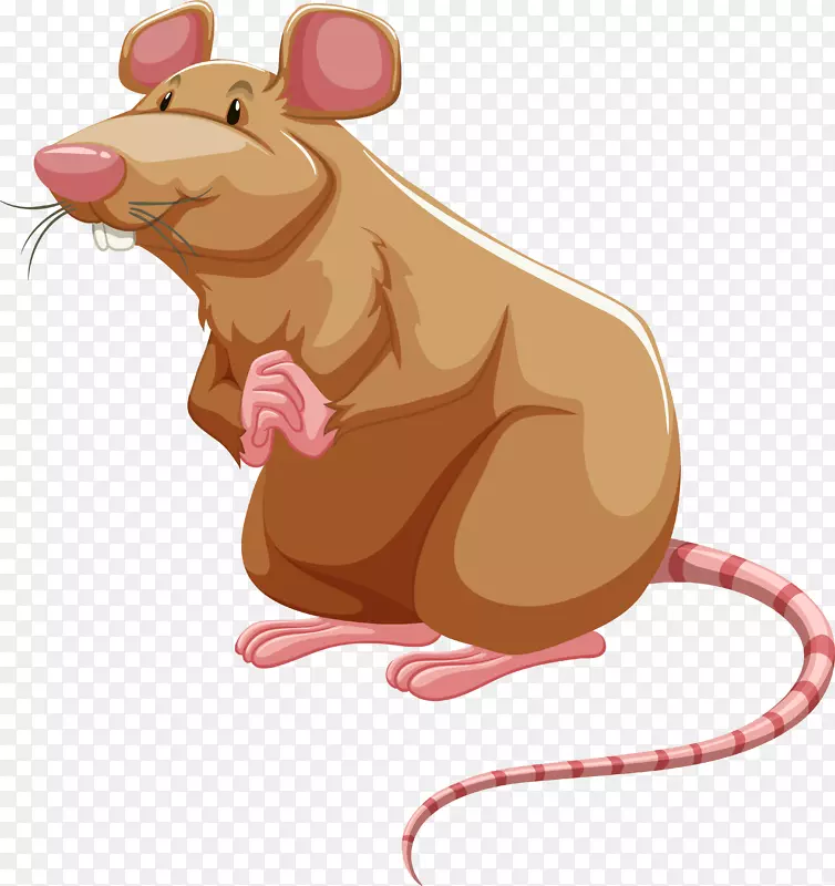 棕色大鼠实验鼠免专利鼠