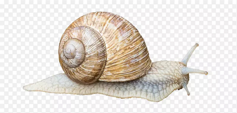 腹足动物陆螺腹足类壳动物蜗牛