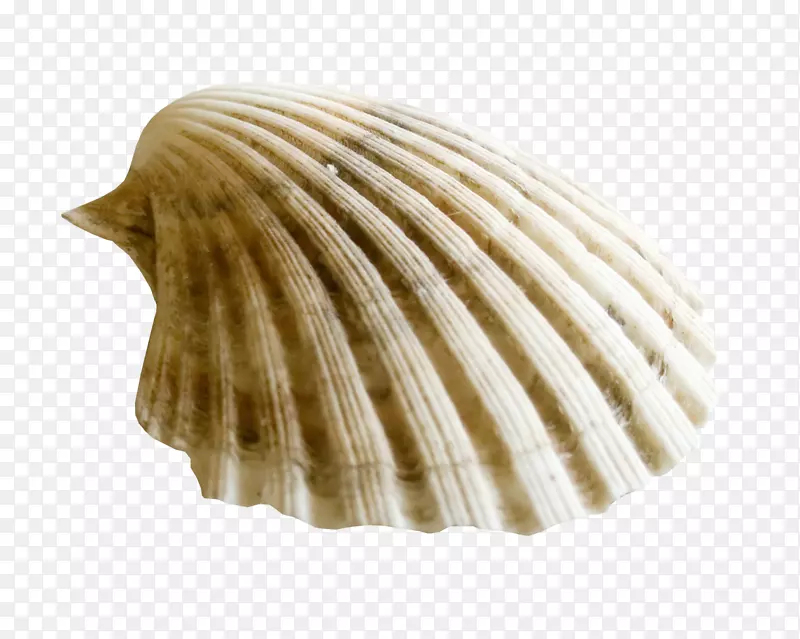 蛤蜊贝壳电脑图标剪辑艺术海贝壳