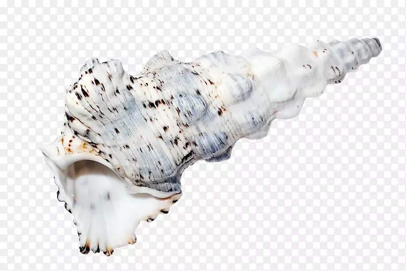 贝壳海滩海螺-海螺