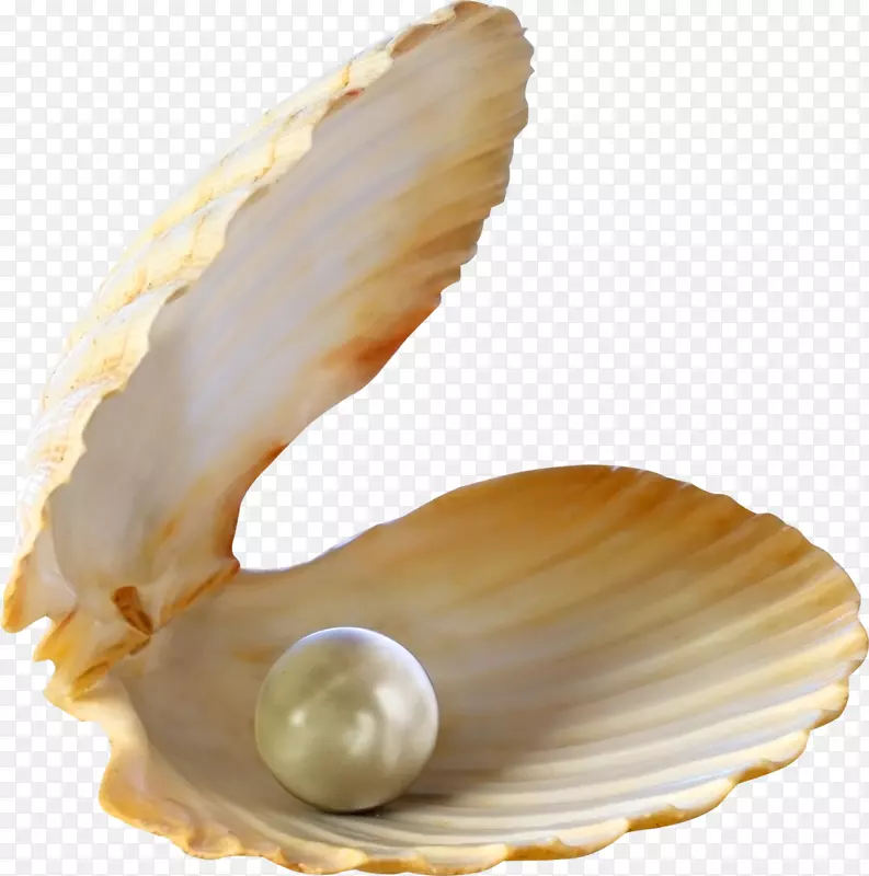 牡蛎珍珠贝壳摄影.贝壳