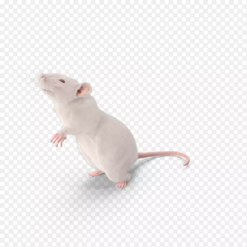小鼠棕色大鼠实验鼠-鼠