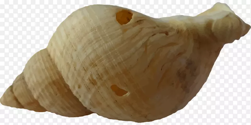 蛤蜊海贝壳