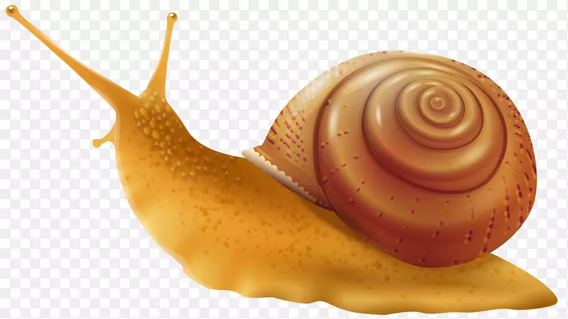 蜗牛腹足类壳画夹艺术.蜗牛