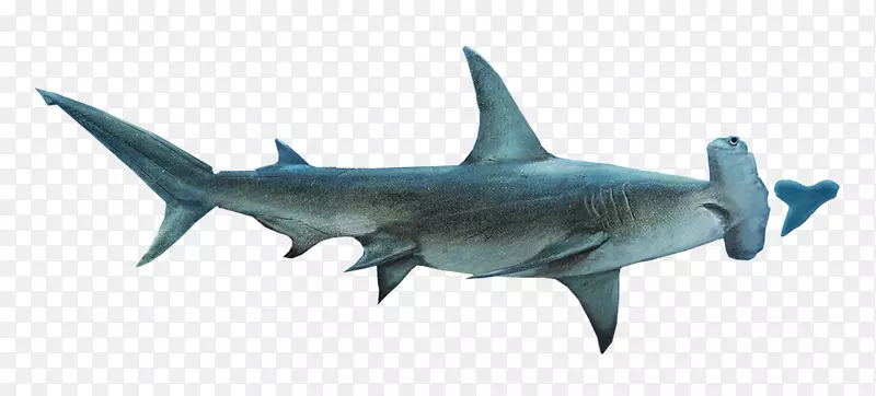 锤头鲨-虎鲨