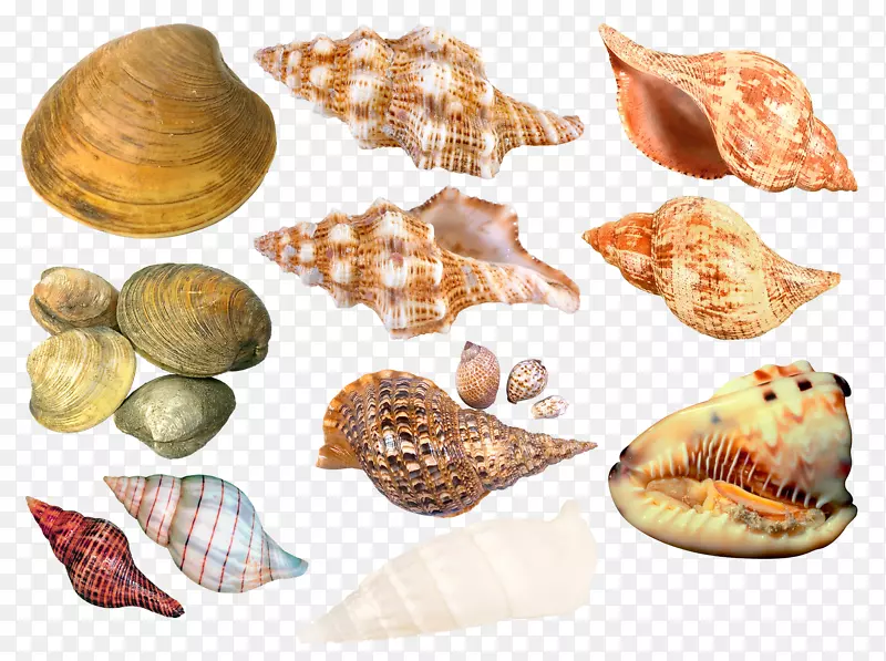 海贝壳海蜗牛夹艺术.海贝壳