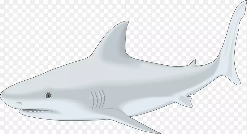 鲨鱼摄影视频剪辑艺术-鲨鱼