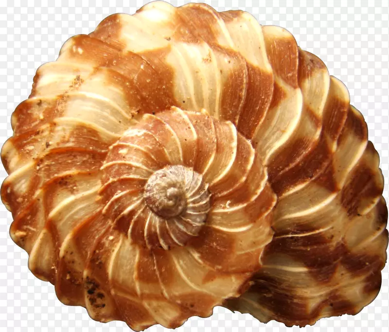 海岸海螺壳蜗牛海贝壳