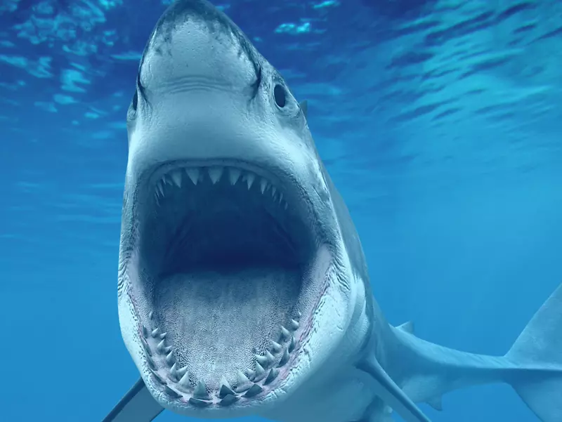 鲨鱼4k分辨率超高清晰度电视高清视频桌面壁纸-鲨鱼