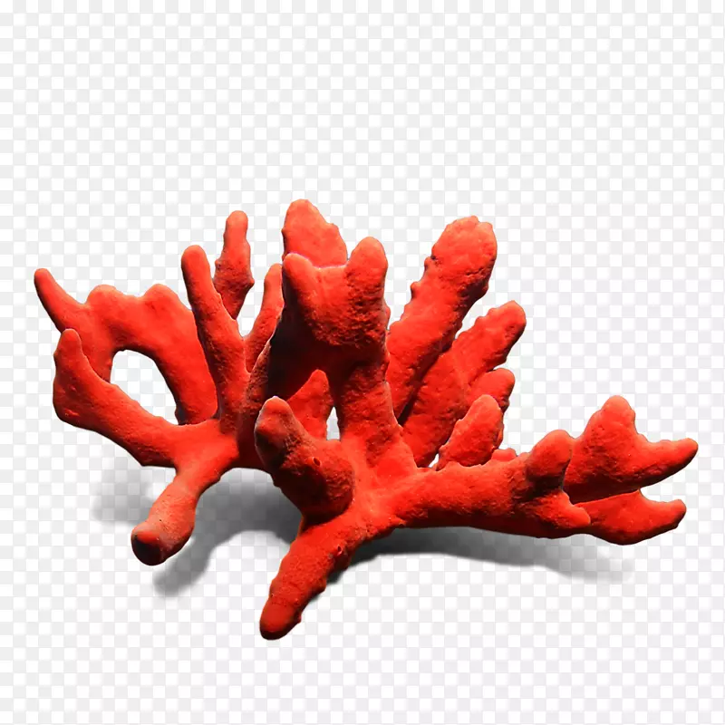 石珊瑚矿物护身符-海星