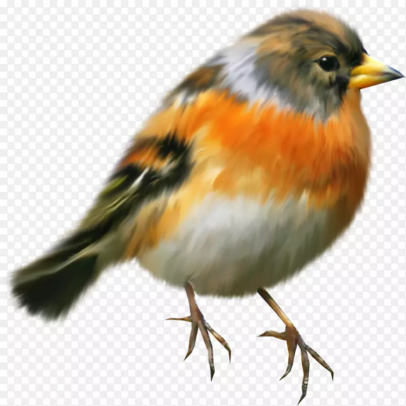 鸟类欧洲知更鸟绘画剪贴画-麻雀
