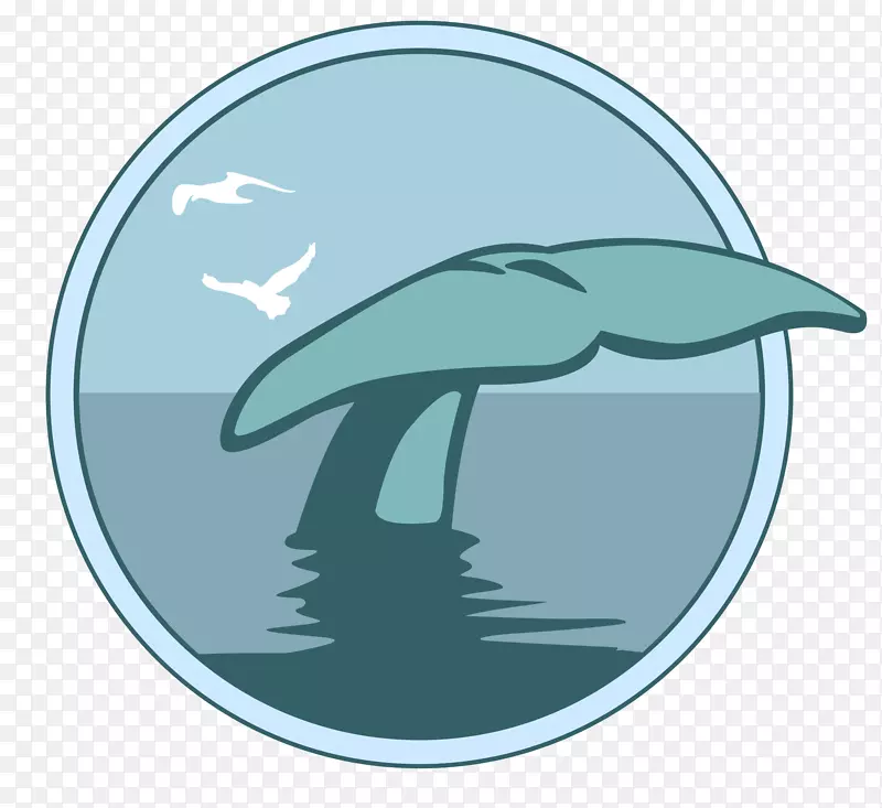 鲸鱼的故事海豚海洋鲸