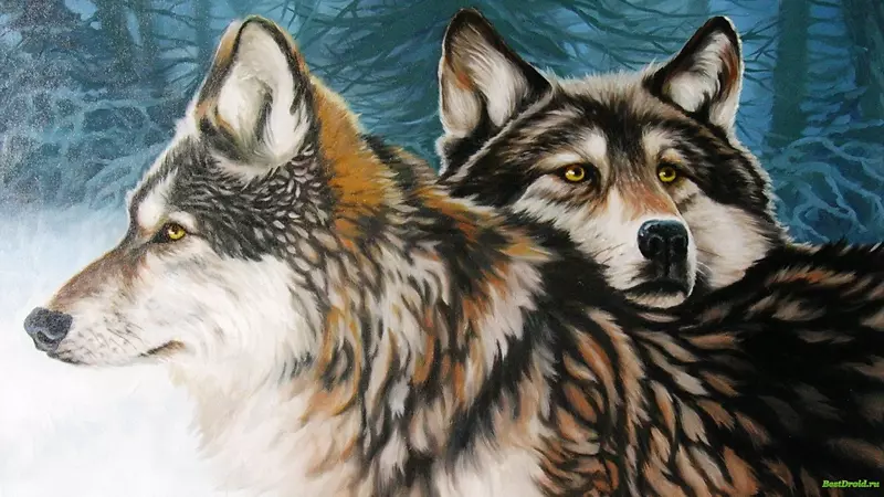 狗北极狼画壁纸-狼