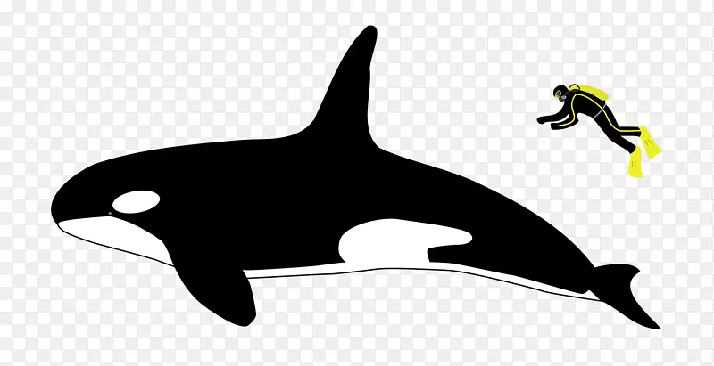 虎鲸海豚背鳍鲸观海象