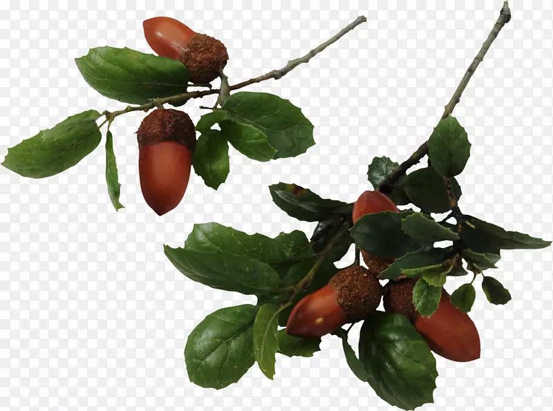 南方活栎(Quercus Agrifolia)南方活栎(Quercus Agrifolia)