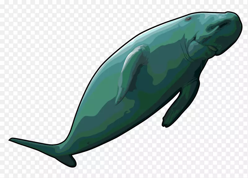 海牛，史泰勒的海牛，普通的宽吻海豚，杜公公，剪贴画-鲸鱼