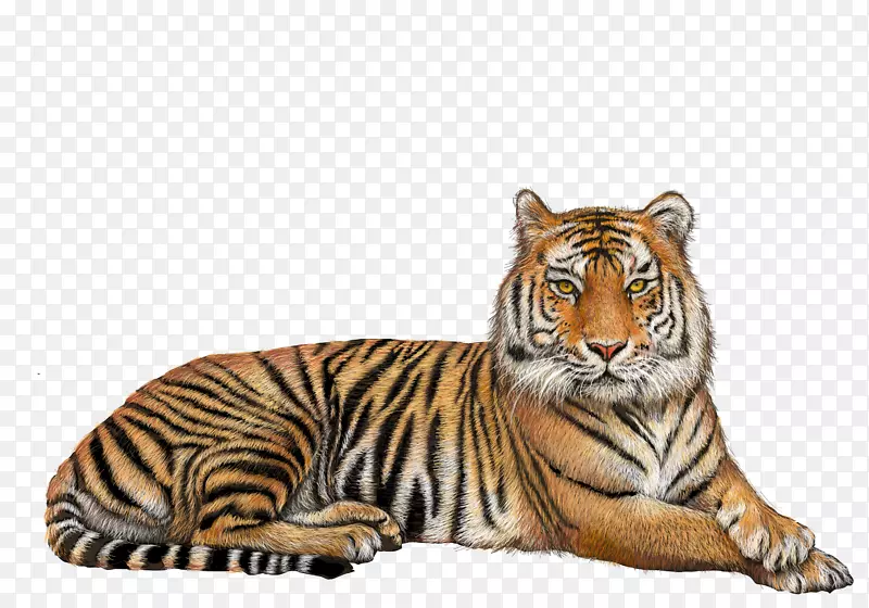 虎狮夹艺术-虎