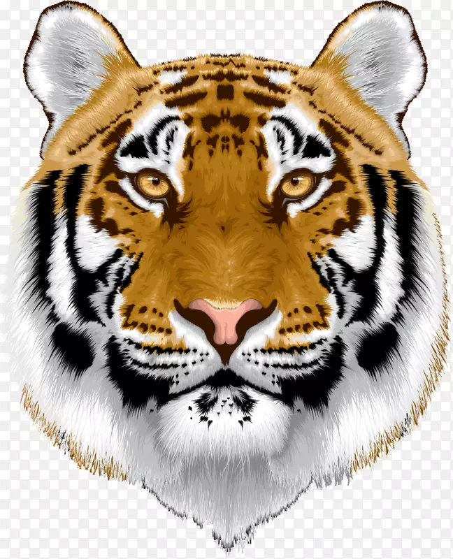 孟加拉猫苏门答腊虎白虎动物