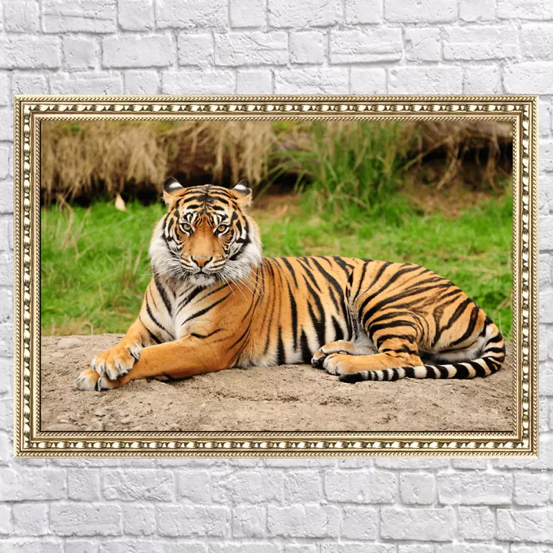 阿里波尔德里孟加拉虎狮子野生动物-老虎