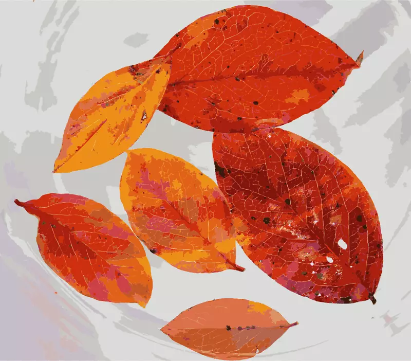秋叶色树-秋叶