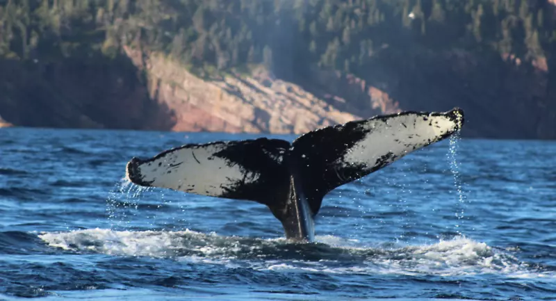 无明海湾生态保护区座头鲸大西洋海豚鲸