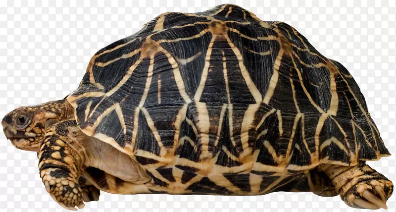 盒龟爬行动物印度星龟
