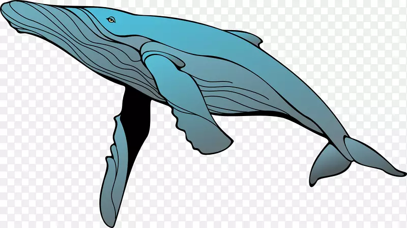 蓝鲸驼背鲸剪贴画鲸鱼