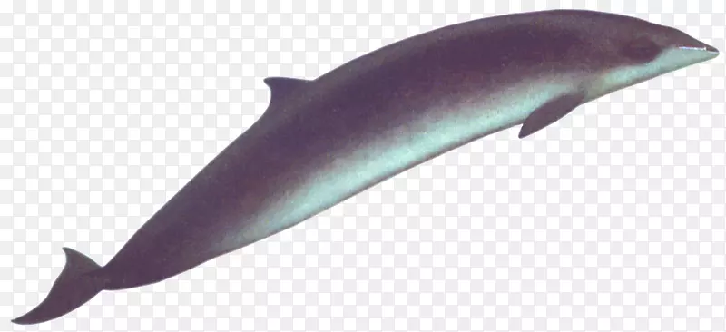 海豚，白喙海豚，粗齿海豚，普通宽吻海豚，图库西鲸