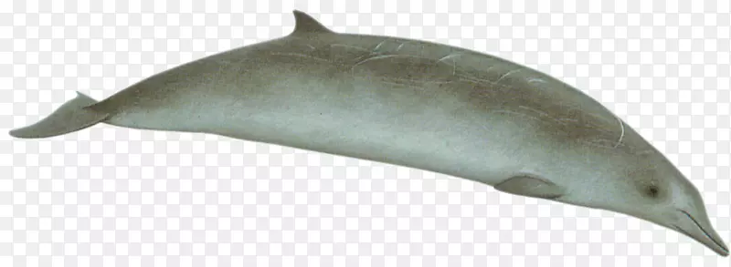 海豚图库溪普通宽吻海豚短喙普通海豚