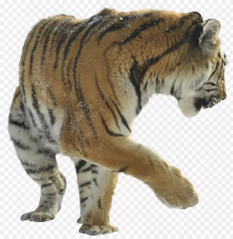 猫科狮子猎豹孟加拉虎