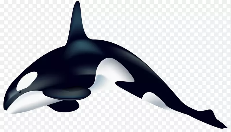虎鲸海豚剪贴画-鲸鱼