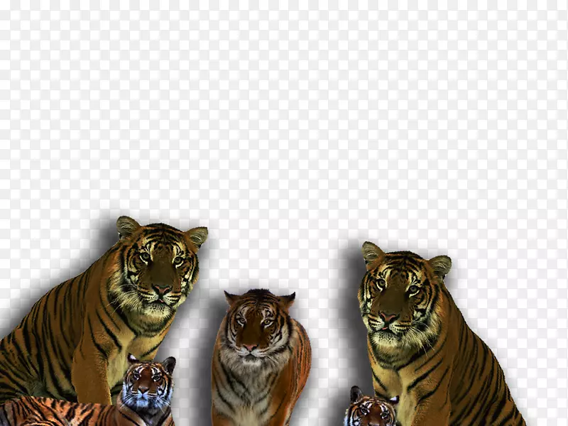 虎狮车猫桌面壁纸-老虎