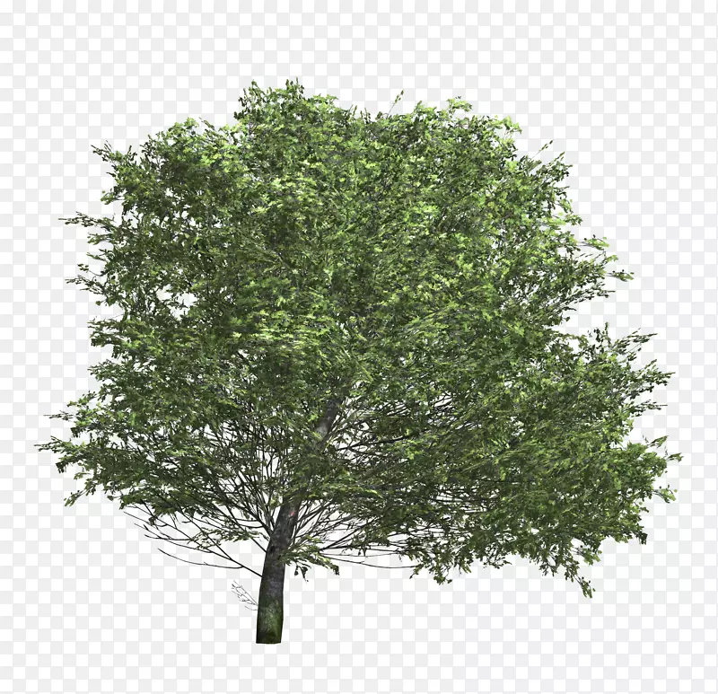 树状纹理映射灌木三维模型.灌木丛