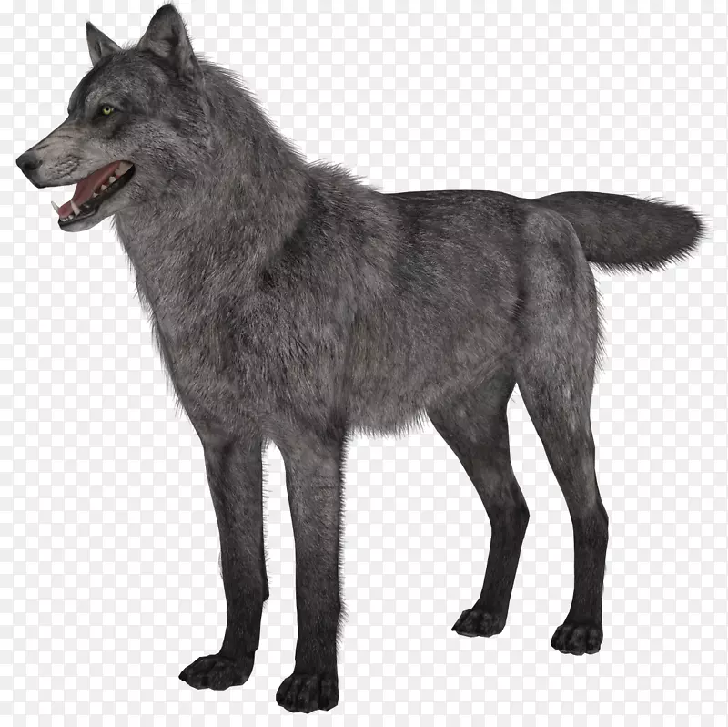 挪威黑狗猎犬捷克斯洛伐克狼狗昆明狼狗-狼