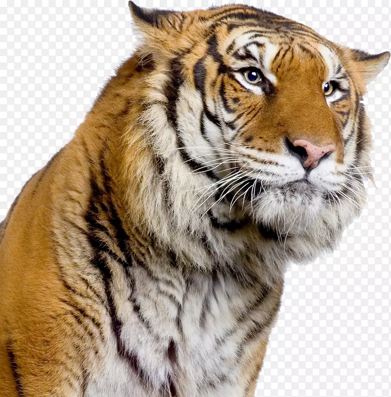 令人惊异的动物：世界老虎：永远拯救世界上最濒危的大猫虎的科学、政治和保护Panthera Tigris老虎