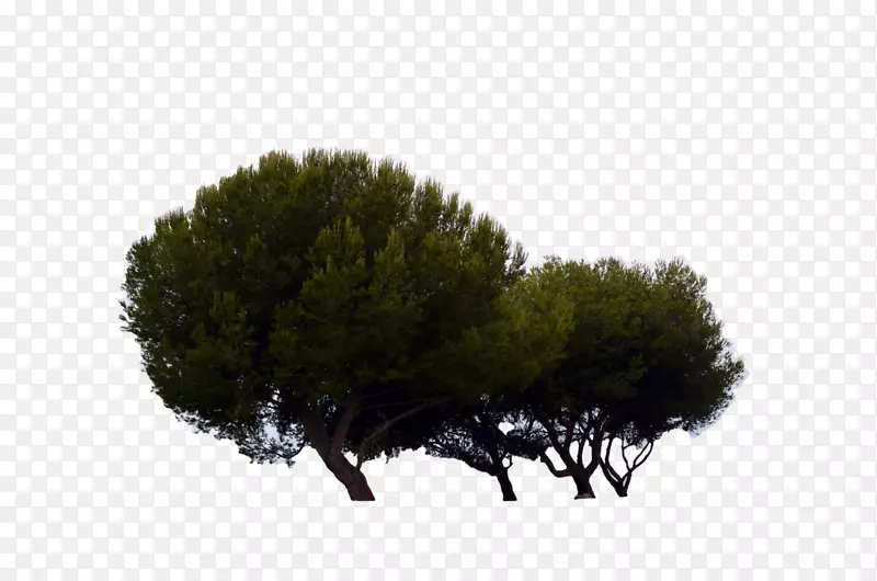 杉木树
