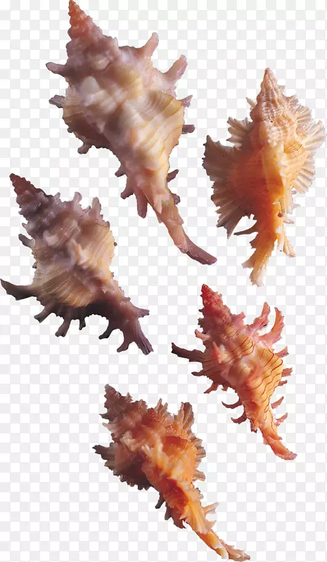 海螺下载海洋生物-海螺