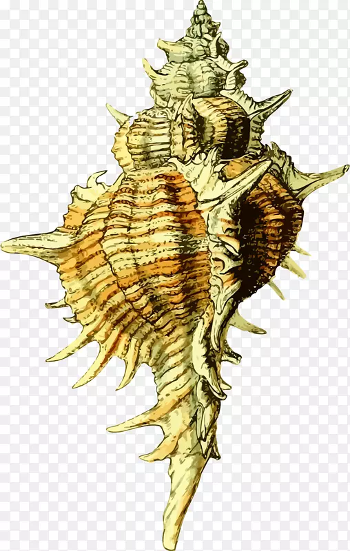贝壳软体动物夹艺术海螺