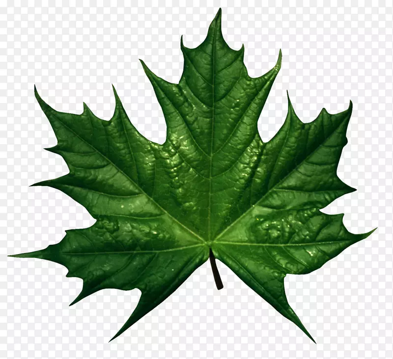 加拿大糖枫叶绿片艺术-绿叶