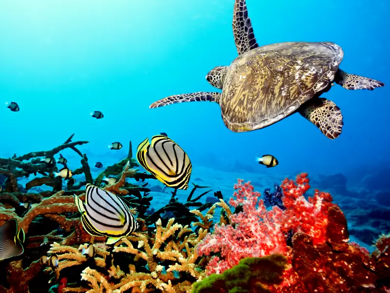 珊瑚礁鱼类生态系统-海洋