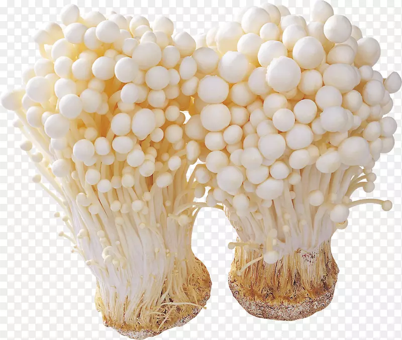 蘑菇成分真菌