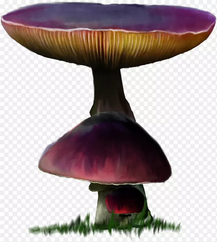 蘑菇下载-蘑菇