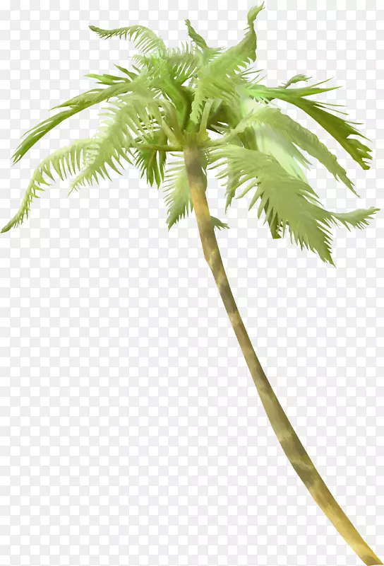 浅槟榔科植物剪贴画-棕榈树