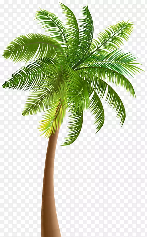 槟榔科椰子夹艺术-棕榈树