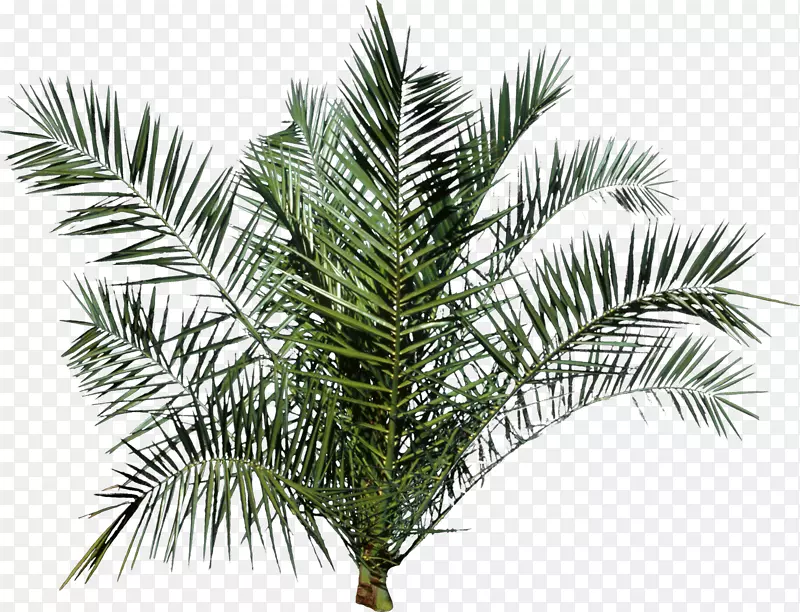 槟榔科棕榈树